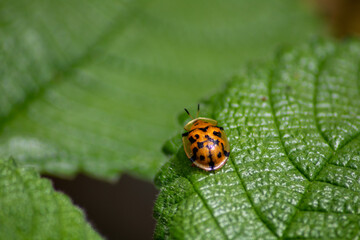close up photo of mini beetle with contrasting dark green leaves
