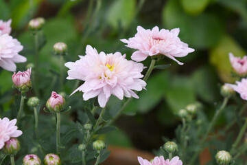 Beautiful Pink chrysanthemum flowers closeup in the winter garden, Closeup of Chrysanthemum flower, Field of the Pink Chrysanthemum, Beautiful Pink flower blooming in nature.