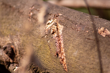 close up photo of a large piece of wood scratched with a sharp object