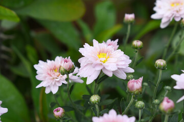 Beautiful Pink chrysanthemum flowers closeup in the winter garden, Closeup of Chrysanthemum flower, Field of the Pink Chrysanthemum, Beautiful Pink flower blooming in nature.