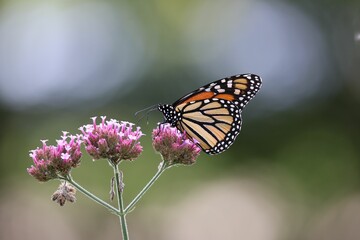 Monarch Butterfly on Pink Flowers