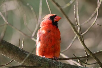 Red cardinal perched on a tree branch.