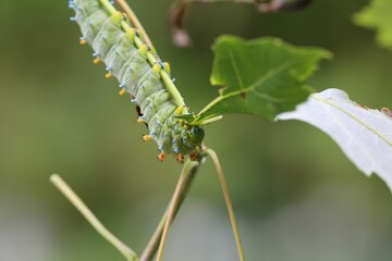 Vibrant Green Caterpillar Close-Up