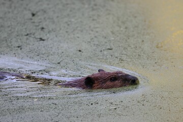 Beaver swimming in algae-covered pond.