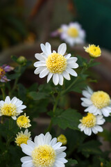 Beautiful white chrysanthemum flowers closeup in the winter garden, Closeup of Chrysanthemum flower, Field of the white Chrysanthemum, Beautiful white flower blooming in nature.