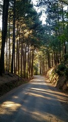 Obraz premium Serene Forest Pathway Surrounded by Tall Green Pine Trees