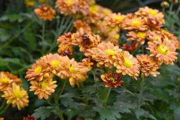Beautiful Yellow Orange chrysanthemum flowers closeup in the winter garden, Closeup of Chrysanthemum flower, Field of the Yellow Orange Chrysanthemum, Beautiful Yellow Orange flower blooming in nature