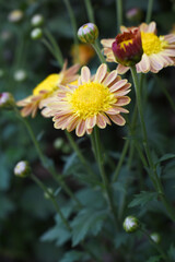 Beautiful Yellow Orange chrysanthemum flowers closeup in the winter garden, Closeup of Chrysanthemum flower, Field of the Yellow Orange Chrysanthemum, Beautiful Yellow Orange flower blooming in nature