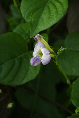 Asystasia gangetica or Chinese violet or Coromandel or Creeping foxglove flower, Light purple flower and buds of creeping foxglove. (Asystasia gangetica), Chinese violet's purple flower closeup