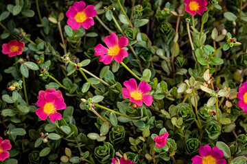 Vibrant Pink and Yellow Moss Rose Purslane Blooms – A Lush Ground Cover