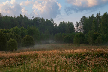 Detached groups of birch trees in a field on a foggy summer morning, Pushkinskiye Gory, Pskov...