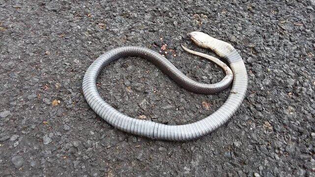 dead snake on the asphalt