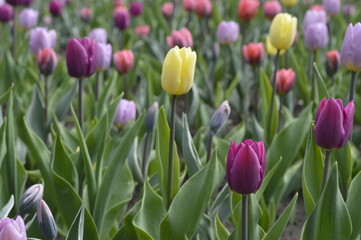 Pink and yellow tulips blooming