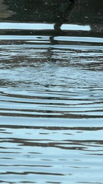 Hippo surfacing in a lake
