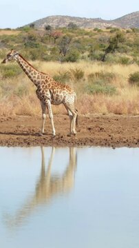 Giraffe walking to the water