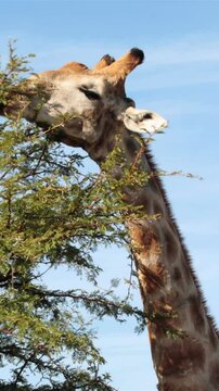Giraffe grazing the tree tops