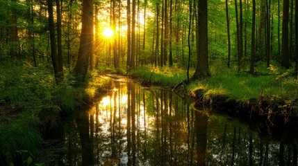 Fototapeta premium Serene Forest Landscape with Sunlight and Reflections on Water
