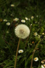 dandelion in the grass