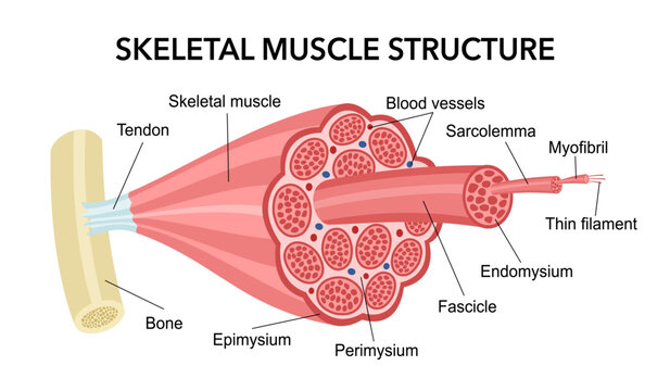 Skeletal muscle anatomy structure in flat design on white background.