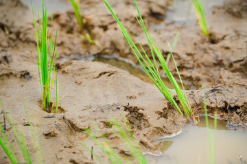 Close-up of young rice plants growing in muddy soil, showcasing traditional rice farming techniques. Perfect for agricultural, rural life, and environmental themes.