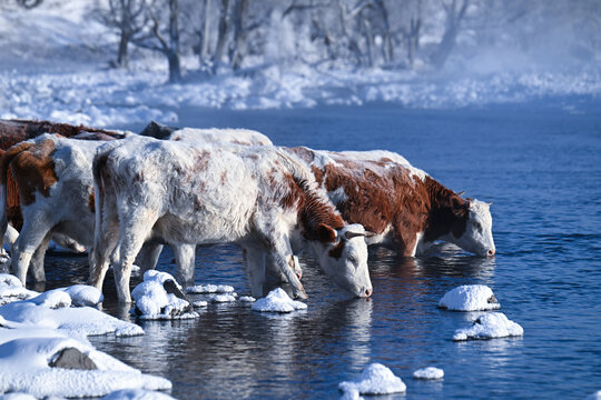 cows in winter