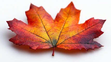 Fototapeta premium Vibrant Autumn Leaf with Red and Yellow Hues. Generative AI