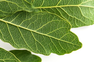 Obraz premium Branch of a fig tree with fruits isolated on white background.