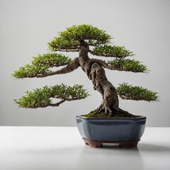 Fototapeta premium A bonsai tree with intricate branches and delicate leaves on a pure white background.