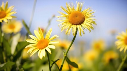 Vibrant Yellow Flowers in a Sunny Field