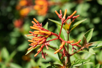 A striking close-up of vibrant orange firebush (Hamelia patens) flowers, set against a lush green background. This tropical shrub, known for its tubular blooms, attracts hummingbirds, butterflies, and