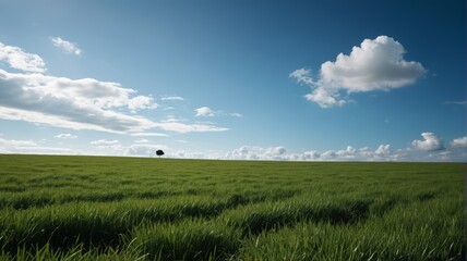 there is a lone tree in a field of green grass