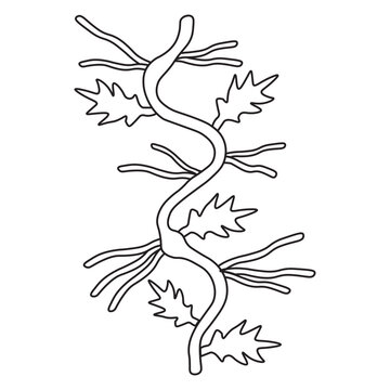 Adventitious Roots line icon