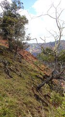 Sloping Ridge Overlooking Waimea Canyon, Kauai