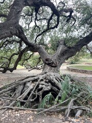roots of a tree