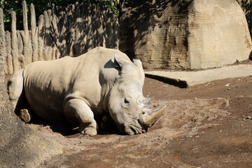 Obraz premium White Rhino Resting: A majestic white rhinoceros rests in the sun, showcasing its massive size and distinctive horn. This image captures the power and vulnerability of this endangered species.