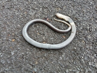 a snake died on the road