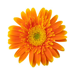 Orange gerbera daisy flower isolated on transparent background	
