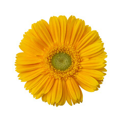Yellow gerbera daisy flower isolated on transparent background