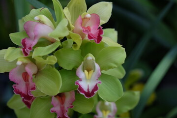 Orchid Elegance:  A cluster of delicate green and pink orchids with intricate markings and vibrant...
