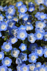 Background material photo of blue nemophila flowers close up
