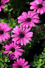Background material photo of a close-up of purple Cape Margaret flowers