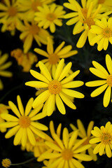 Background material photo of a close-up of a yellow Euryops daisy flower
