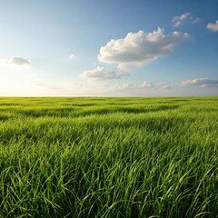 Obraz premium grass ground 