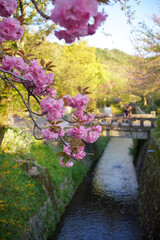 京都「哲学の道」春