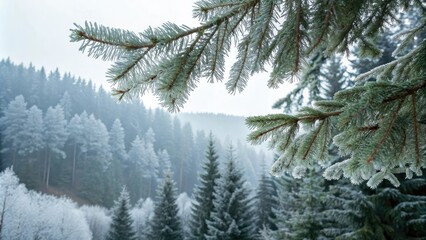 Frosty spruce branches stretching towards a frost-covered forest canopy, evergreen trees, snowy woods, frozen landscape, winter foliage, frosty atmosphere