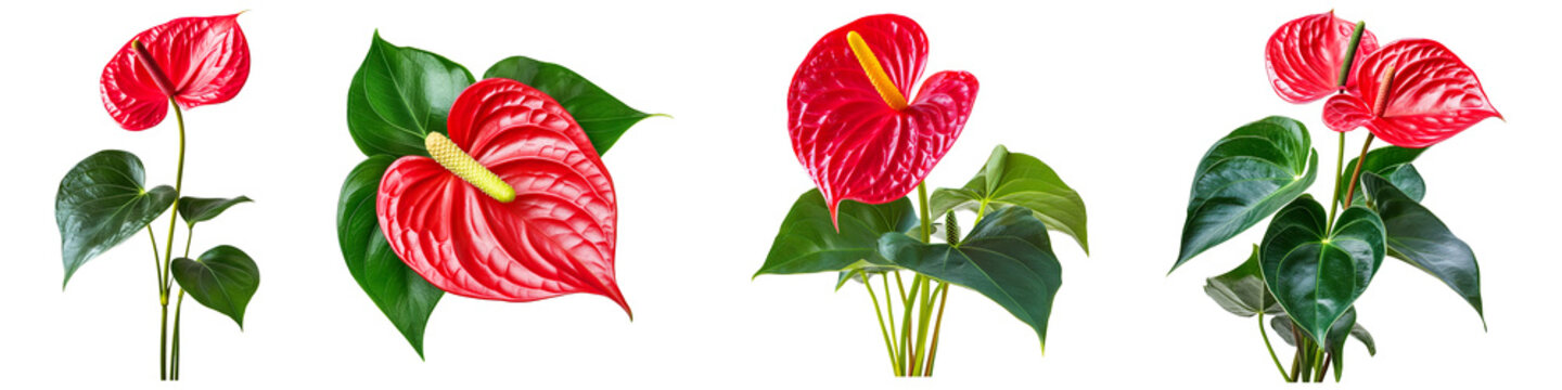 Set of red anthurium flower with green leaves isolated on transparent background