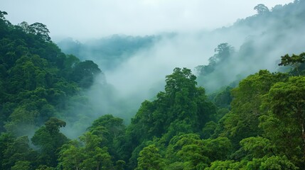 misty rainforest with fog