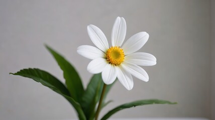 there is a white flower with a yellow center in a vase