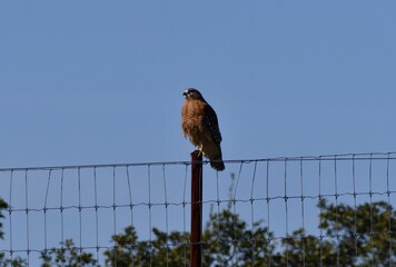 red tailed hawk