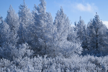 snow covered trees in the mountains